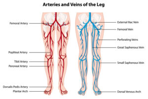 Illustration of Genicular Arteries Showing Normal Anatomy and Anatomical Variants in Houston, TX
